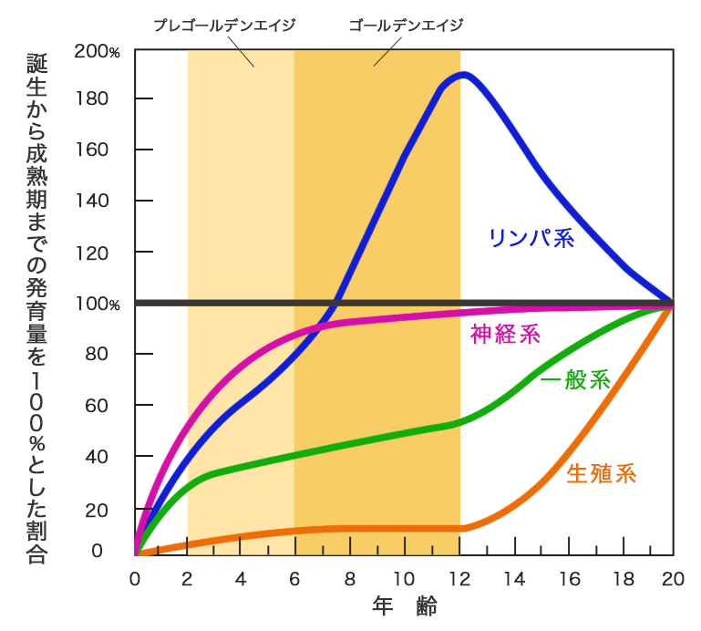 スキャモンの発育曲線